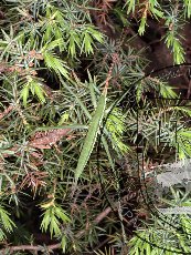 Дыбка степная 001